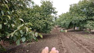 İstanbul, Ankara'dan o köye gelmeye başladılar! Fiyatı belli değil ama...