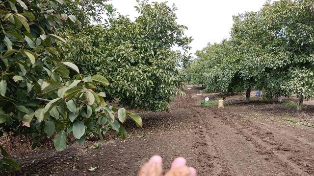 İstanbul, Ankara'dan o köye gelmeye başladılar! Fiyatı belli değil ama...