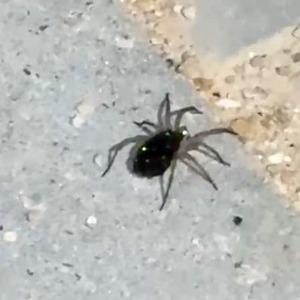 Elazığ’da kurt örümceği görüntülendi
