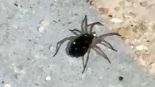 Elazığ’da kurt örümceği görüntülendi
