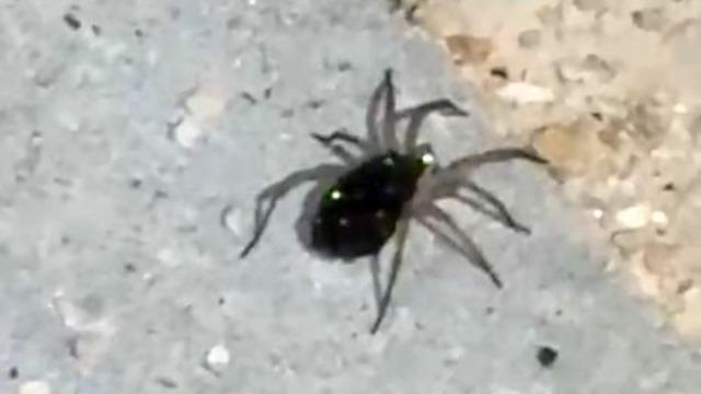 Elazığ’da kurt örümceği görüntülendi