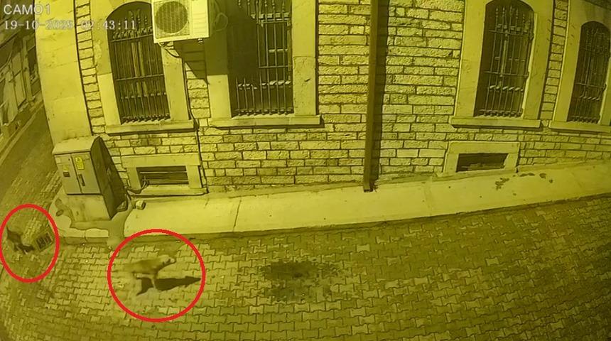 Kastamonu'da aç kalan ayı şehir merkezine indi! Sokak köpekleri kovaladı