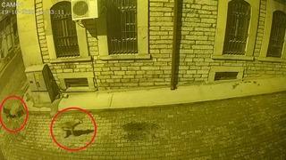 Kastamonu'da aç kalan ayı şehir merkezine indi! Sokak köpekleri kovaladı