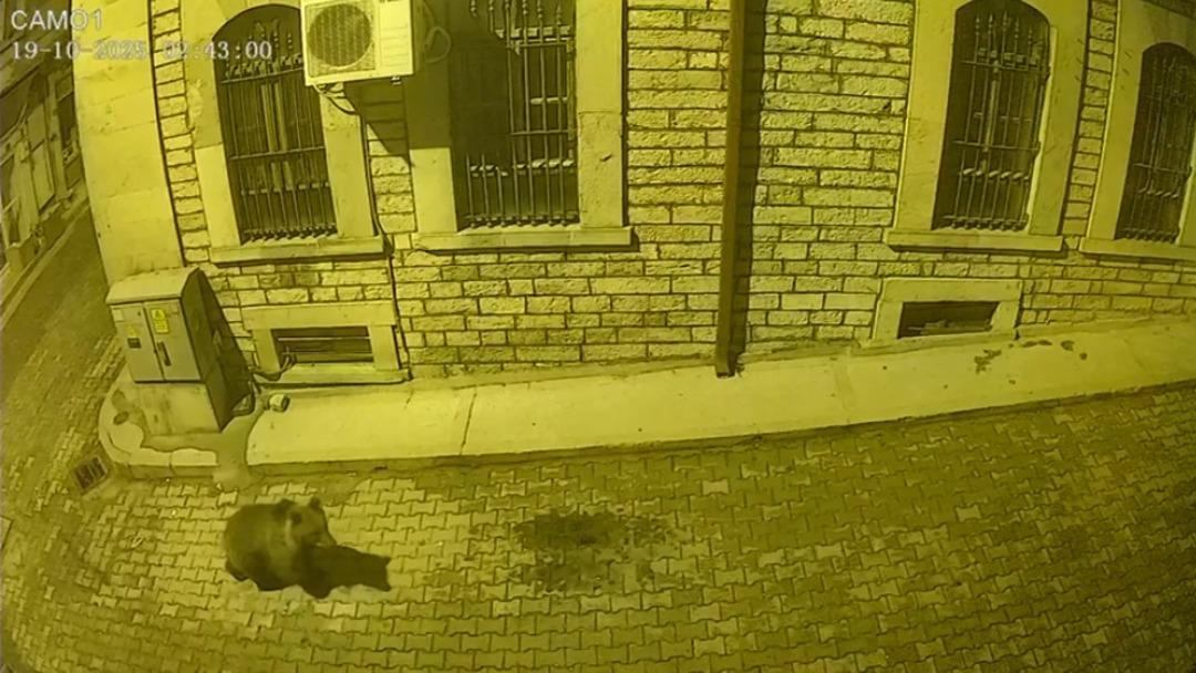 Kastamonu da aç kalan ayı şehir merkezine indi! Sokak köpekleri kovaladı 2