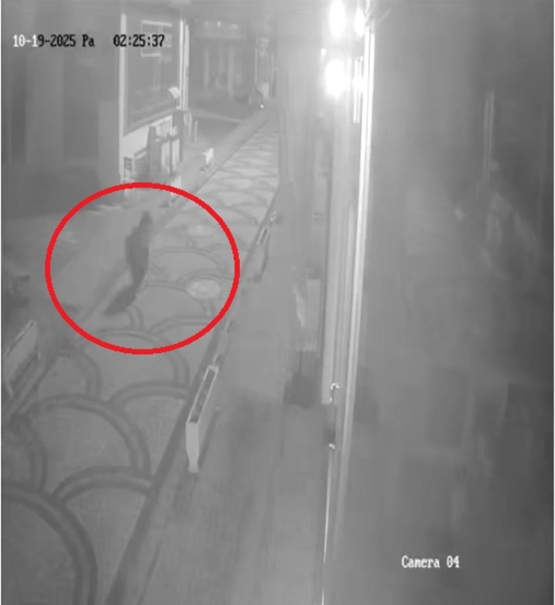 Kastamonu da aç kalan ayı şehir merkezine indi! Sokak köpekleri kovaladı 1