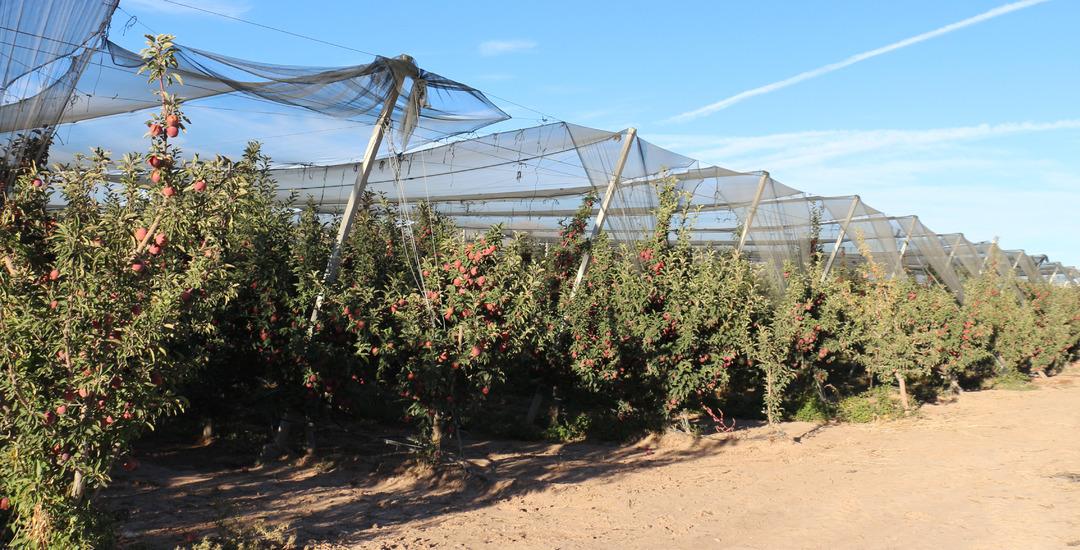 Yer Isparta... Elma hasadında büyük düşüş! Rekolte beklentisi 800 bin ton: "Hindistan, Çin, Avrupa ve Arap ülkelerine elmalarımız ulaşıyor" 7