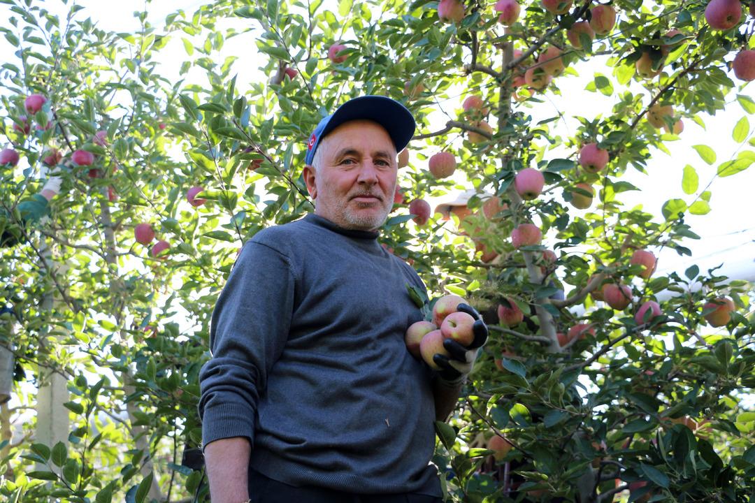 Yer Isparta... Elma hasadında büyük düşüş! Rekolte beklentisi 800 bin ton: "Hindistan, Çin, Avrupa ve Arap ülkelerine elmalarımız ulaşıyor" 5