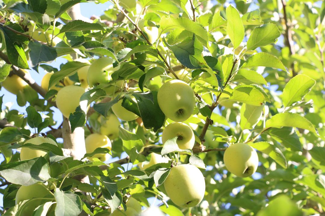 Yer Isparta... Elma hasadında büyük düşüş! Rekolte beklentisi 800 bin ton: "Hindistan, Çin, Avrupa ve Arap ülkelerine elmalarımız ulaşıyor" 3