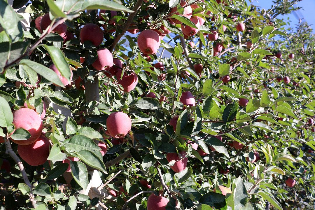 Yer Isparta... Elma hasadında büyük düşüş! Rekolte beklentisi 800 bin ton: "Hindistan, Çin, Avrupa ve Arap ülkelerine elmalarımız ulaşıyor" 2