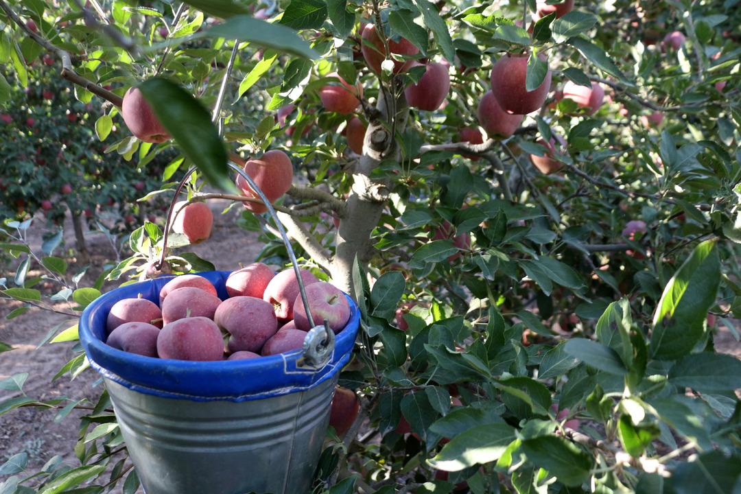 Yer Isparta... Elma hasadında büyük düşüş! Rekolte beklentisi 800 bin ton: "Hindistan, Çin, Avrupa ve Arap ülkelerine elmalarımız ulaşıyor" 1