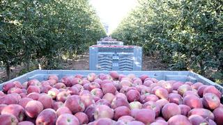 Yer Isparta... Elma hasadında büyük düşüş! Rekolte beklentisi 800 bin ton: Hindistan, Çin, Avrupa ve Arap ülkelerine elmalarımız ulaşıyor