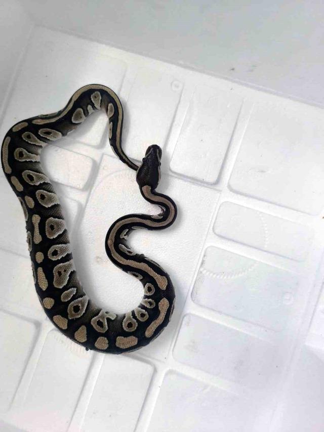 Cebinden yavru piton yılanı çıktı 3