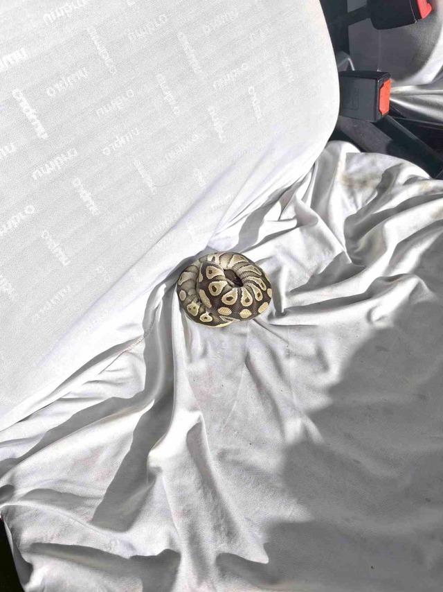 Cebinden yavru piton yılanı çıktı 2