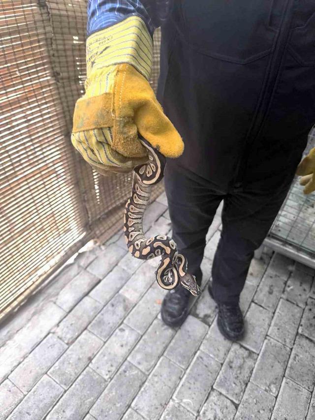Cebinden yavru piton yılanı çıktı 1