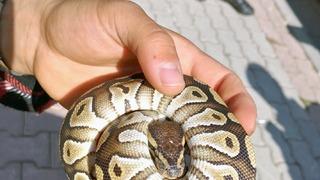 Cebinden yavru piton yılanı çıktı