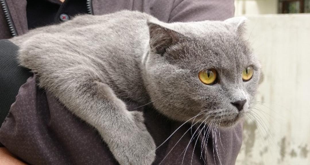 Yeni nesil nafaka türü: Boşanma protokolüne kedi velayeti eklendi! 3 ayda bir 10 bin lira bakım masrafı ödemesi.... 2