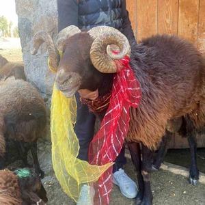 Yüzyıllık "koç katımı" geleneği Ağrı’da yaşatılıyor