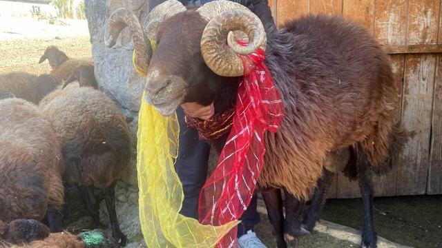 Yüzyıllık koç katımı geleneği Ağrı’da yaşatılıyor