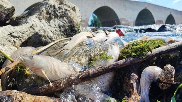Ceyhan Nehri’ndeki kirlilik balıkları telef etti