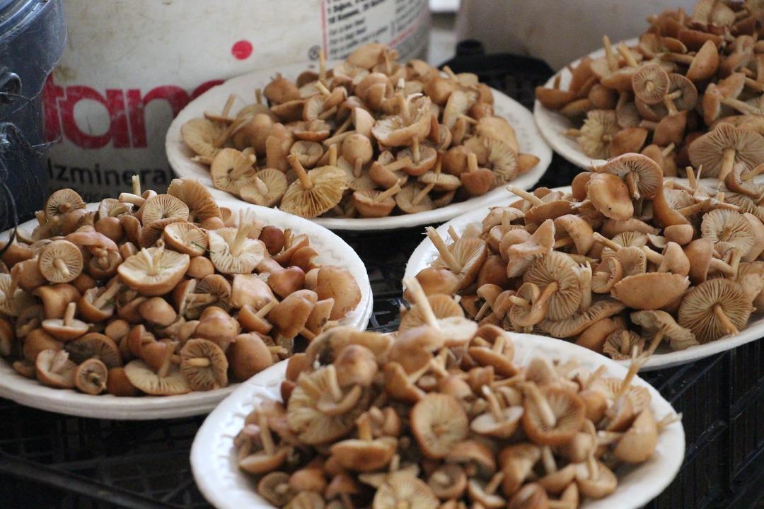 Rağbet çok! Kova kova toplayıp kilosunu 400 TL ye sattılar  Etle başa baş gider  2