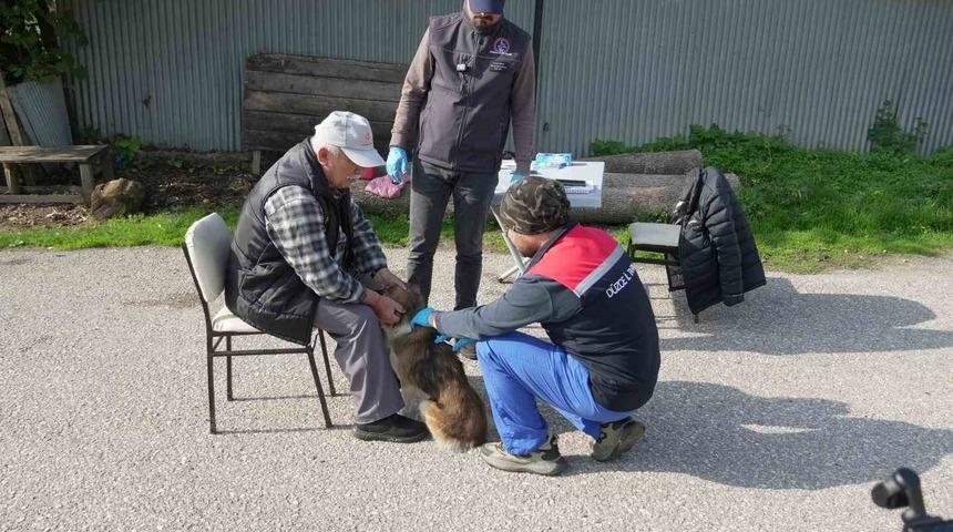 Düzce’de 175 köpek yerinde sahiplendirildi