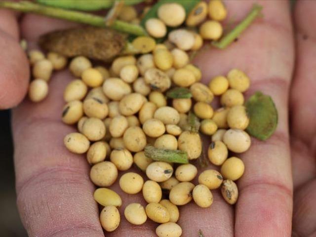 ABD-Çin ticari gerilimine soya fasulyesi de eklendi
