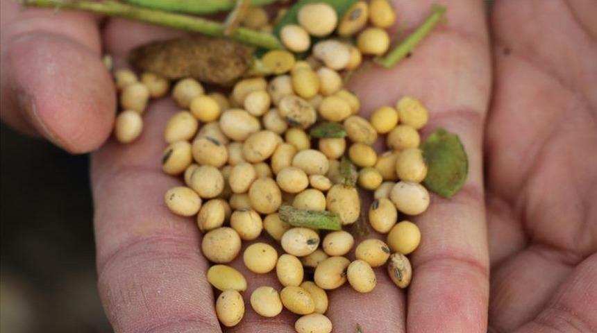 ABD-Çin ticari gerilimine soya fasulyesi de eklendi