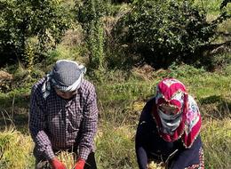 Görüntüsü ve yemesi güzel, kilosu 150 TL! 'Nehrin suyu ile besleniyor'