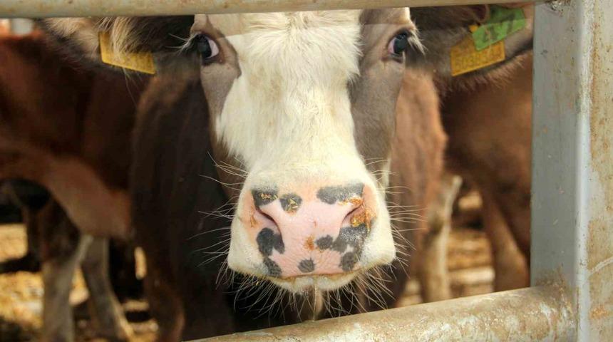 Çal’da 2 mahallede şap tespit edilmesi üzerine 19 mahalle karantinaya alındı