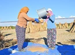 Türkiye'deki susam üretiminin üçte biri Antalya'dan
