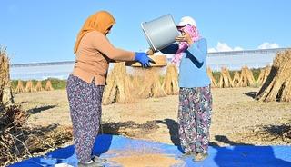 Türkiye'deki susam üretiminin üçte biri Antalya'dan