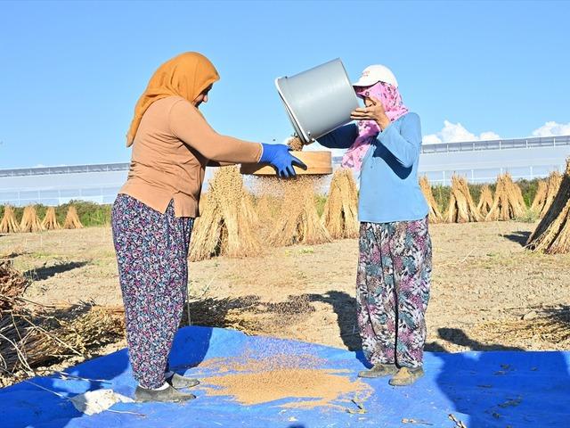 Türkiye'deki susam üretiminin üçte biri Antalya'dan