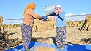 Türkiye'deki susam üretiminin üçte biri Antalya'dan