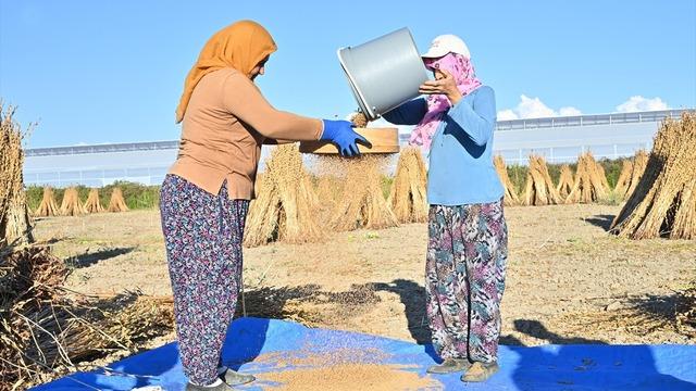 Türkiye'deki susam üretiminin üçte biri Antalya'dan