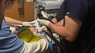 Zihinsel engelli kadının yemek borusuna ceviz kaçtı: Operasyonla çıkarıldı...