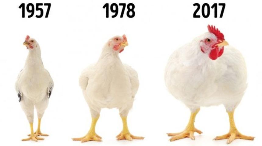 Gıdalar hakkındaki bu 12 ger&ccedil;eği biliyor musunuz?