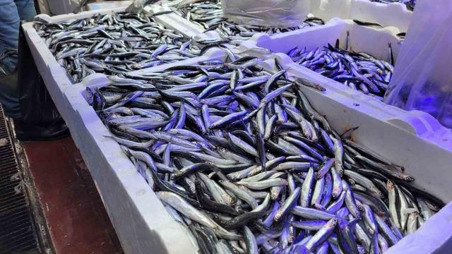 Samsun’da hamsi ve istavrit 75 TL 2