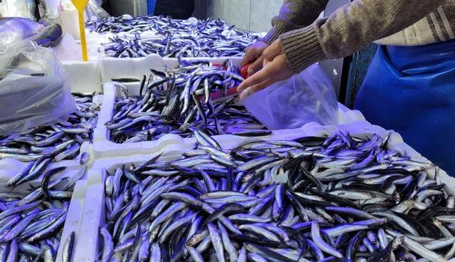 Samsun’da hamsi ve istavrit 75 TL 1