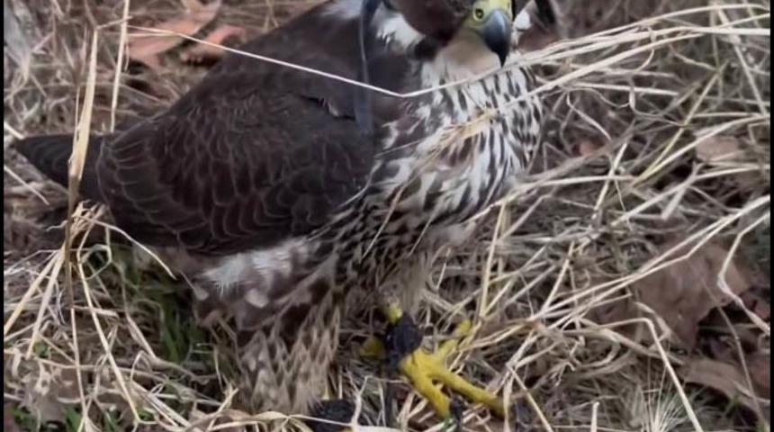 İstanbul'da 2 gökdoğan ele geçirildi; şüphelilere 1,5 milyon lira ceza