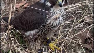 İstanbul'da 2 gökdoğan ele geçirildi; şüphelilere 1,5 milyon lira ceza