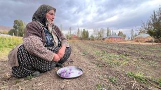 Hakkari'de ilk kez ekilen safranın hasadı yapılacak