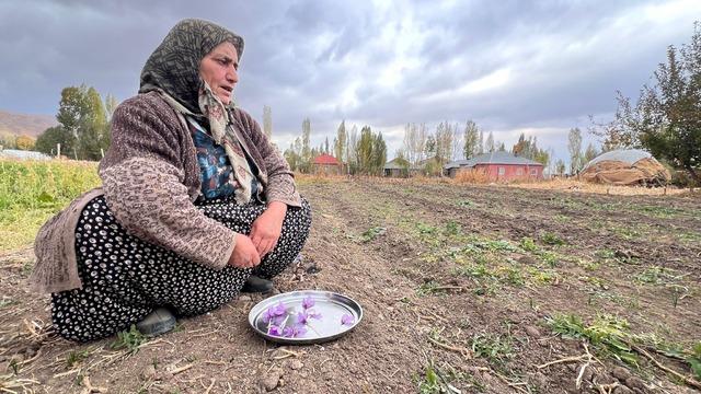 Hakkari'de ilk kez ekilen safranın hasadı yapılacak
