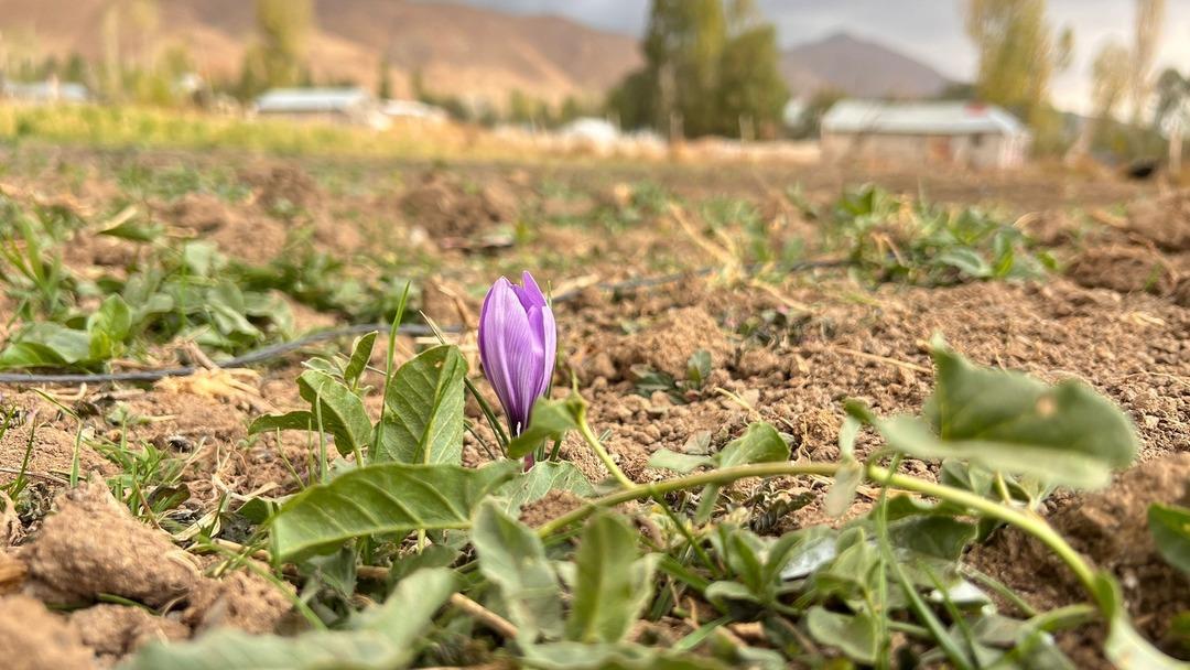 Hakkari de ilk kez ekilen safranın hasadı yapılacak 2