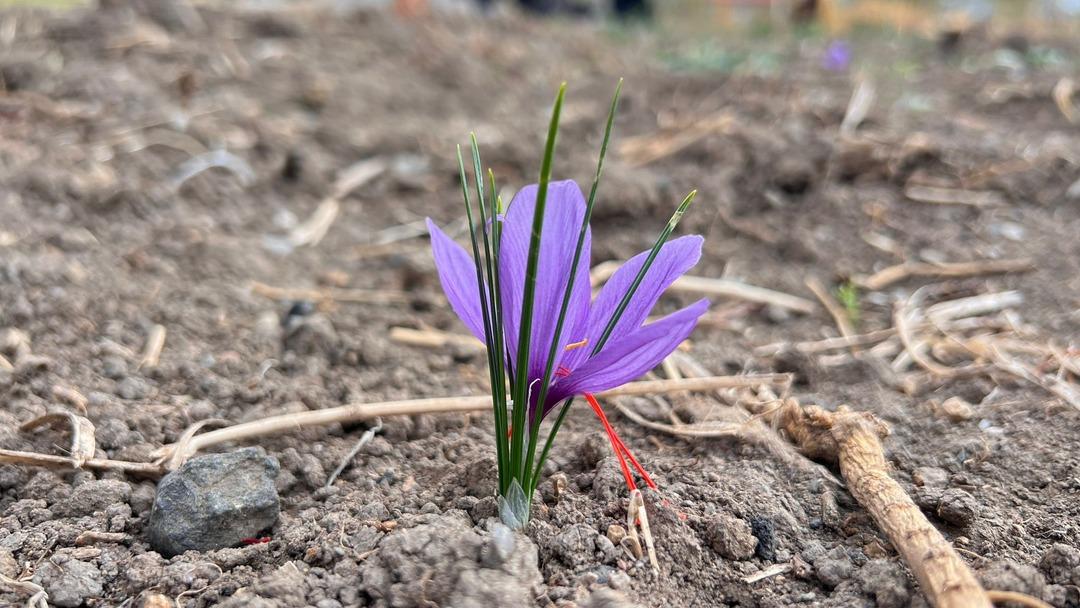 Hakkari de ilk kez ekilen safranın hasadı yapılacak 1