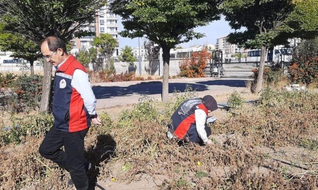 Tehlike gün geçtikçe yayılıyor! Zararlı böcek o ilde de görüldü! 1