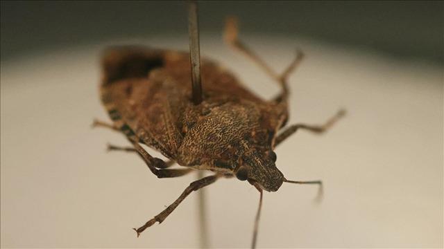 Tehlike gün geçtikçe yayılıyor! Zararlı böcek o ilde de görüldü!
