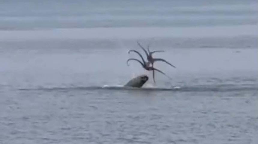 Çeşme'de Akdeniz foku, avladığı ahtapotu yerken görüntülendi