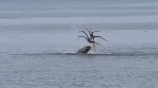 Çeşme'de Akdeniz foku, avladığı ahtapotu yerken görüntülendi