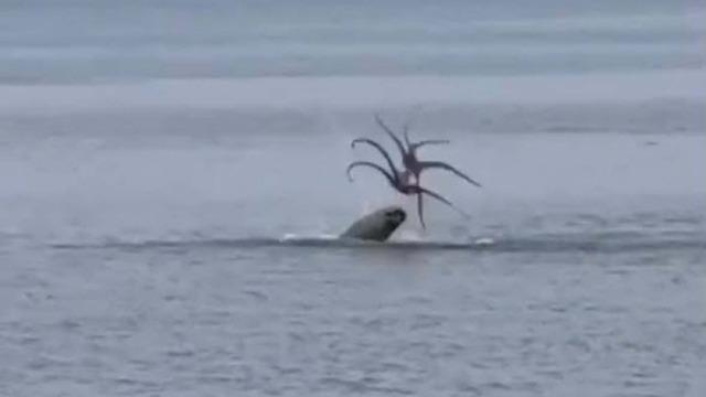 Çeşme'de Akdeniz foku, avladığı ahtapotu yerken görüntülendi