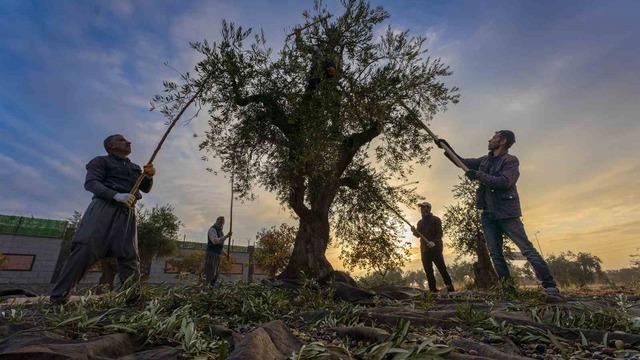 Gaziantep ve bölgede zeytin hasadı başladı